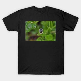 Swallowtail Caterpillar T-Shirt